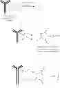 Fig. 13 - Antibody-Drug Conjugates, Compositions and Methods of Use