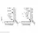 Fig. 07 - MYCOBACTERIAL VACCINE VECTORS AND METHODS OF USING THE SAME