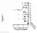 Fig. 08 - MYCOBACTERIAL VACCINE VECTORS AND METHODS OF USING THE SAME