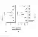 Fig. 26 - MYCOBACTERIAL VACCINE VECTORS AND METHODS OF USING THE SAME
