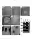 Fig. 02 - AVIAN INDUCED PLURIPOTENT STEM CELLS AND THEIR USE