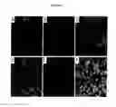 Fig. 04 - AVIAN INDUCED PLURIPOTENT STEM CELLS AND THEIR USE