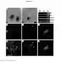 Fig. 05 - AVIAN INDUCED PLURIPOTENT STEM CELLS AND THEIR USE