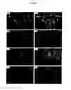 Fig. 06 - AVIAN INDUCED PLURIPOTENT STEM CELLS AND THEIR USE