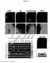 Fig. 07 - AVIAN INDUCED PLURIPOTENT STEM CELLS AND THEIR USE