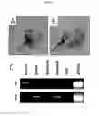 Fig. 08 - AVIAN INDUCED PLURIPOTENT STEM CELLS AND THEIR USE