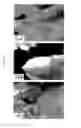 Fig. 10 - AVIAN INDUCED PLURIPOTENT STEM CELLS AND THEIR USE