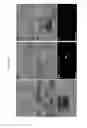 Fig. 11 - AVIAN INDUCED PLURIPOTENT STEM CELLS AND THEIR USE