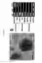 Fig. 13 - AVIAN INDUCED PLURIPOTENT STEM CELLS AND THEIR USE