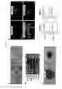 Fig. 22 - AVIAN INDUCED PLURIPOTENT STEM CELLS AND THEIR USE