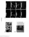 Fig. 25 - AVIAN INDUCED PLURIPOTENT STEM CELLS AND THEIR USE