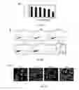 Fig. 11 - METHOD OF INDUCING AUTOPHAGY AND ACTIVATING TOLL-LIKE RECEPTOR