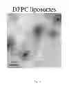 Fig. 04 - Oligomer-contained nanoparticle complex release system