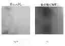 Fig. 06 - Oligomer-contained nanoparticle complex release system
