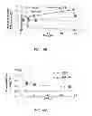 Fig. 20 - Compositions and Methods for Inducing Nanoparticle-mediated Microvascular Embolization of Tumors