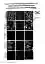 Fig. 08 - Nanocell Drug Delivery System