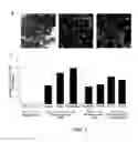 Fig. 04 - Compositions and Methods for Treating and/or Preventing Cancer by Inhibiting Fatty Acid Binding Proteins