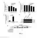 Fig. 05 - Compositions and Methods for Treating and/or Preventing Cancer by Inhibiting Fatty Acid Binding Proteins