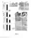 Fig. 15 - Compositions and Methods for Treating and/or Preventing Cancer by Inhibiting Fatty Acid Binding Proteins
