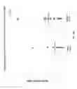 Fig. 24 - Compositions and Methods for Treating and/or Preventing Cancer by Inhibiting Fatty Acid Binding Proteins