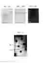Fig. 05 - Surface modification using functional carbon nanotubes