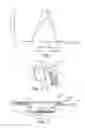 Fig. 02 - Orthodontic composition with polymeric fillers