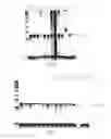Fig. 06 - Method for detection of high risk human papillomavirus