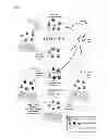 Fig. 02 - Aptamers screening method based on graphene without target immobilization and the aptamers obtained from the method