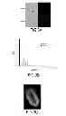 Fig. 04 - Method for specifically labeling living bacteria