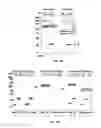 Fig. 03 - EGFR and PAR2 Regulation of Intestinal Permeability