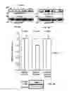 Fig. 07 - EGFR and PAR2 Regulation of Intestinal Permeability