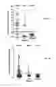 Fig. 09 - EGFR and PAR2 Regulation of Intestinal Permeability