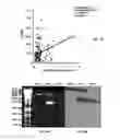 Fig. 10 - EGFR and PAR2 Regulation of Intestinal Permeability
