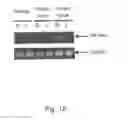 Fig. 02 - METHOD FOR DETECTING AND EXAMINING TRAUMATIC BRAIN INJURY IN VITRO