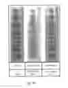 Fig. 07 - METHOD FOR DETECTING AND EXAMINING TRAUMATIC BRAIN INJURY IN VITRO