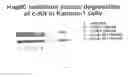 Fig. 06 - COMPOUNDS THAT MODULATE HSP90 ACTIVITY AND METHODS FOR IDENTIFYING SAME