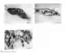 Fig. 01 - PROCESS FOR OBTAINING COPPER NANOPARTICLES FROM A FUNGUS SELECTED BETWEEN HYPOCREA LIXII AND TRICHODERMA KONINGIOPSIS AND USE OF FUNGI SELECTED BETWEEN HYPOCREA LIXII AND TRICHODERMA KONINGIOPSIS IN BIOREMEDIATION OF WASTEWATER AND PRODUCTION OF COPPER NANOPARTICLES