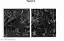 Fig. 05 - PROCESS FOR OBTAINING COPPER NANOPARTICLES FROM A FUNGUS SELECTED BETWEEN HYPOCREA LIXII AND TRICHODERMA KONINGIOPSIS AND USE OF FUNGI SELECTED BETWEEN HYPOCREA LIXII AND TRICHODERMA KONINGIOPSIS IN BIOREMEDIATION OF WASTEWATER AND PRODUCTION OF COPPER NANOPARTICLES