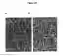 Fig. 11 - PROCESS FOR OBTAINING COPPER NANOPARTICLES FROM A FUNGUS SELECTED BETWEEN HYPOCREA LIXII AND TRICHODERMA KONINGIOPSIS AND USE OF FUNGI SELECTED BETWEEN HYPOCREA LIXII AND TRICHODERMA KONINGIOPSIS IN BIOREMEDIATION OF WASTEWATER AND PRODUCTION OF COPPER NANOPARTICLES