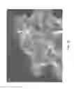 Fig. 06 - MATERIALS AND METHODS FOR PRODUCING CELL-SURFACE DIRECTED AND ASSOCIATED NON-NATURALLY OCCURRING BIOINORGANIC MEMBRANCES AND USES THEREOF