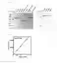 Fig. 05 - NOVEL DNA POLYMERASE