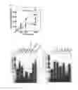 Fig. 06 - NOVEL DNA POLYMERASE