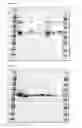 Fig. 17 - PROCESS