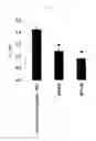 Fig. 04 - Lactic acid bacterium having IgA production promoting activity, and use thereof
