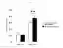 Fig. 08 - Lactic acid bacterium having IgA production promoting activity, and use thereof