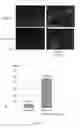 Fig. 02 - Method for preparing induced paraxial mesoderm progenitor (IPAM) cells and their use