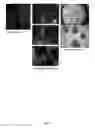 Fig. 12 - Method for preparing induced paraxial mesoderm progenitor (IPAM) cells and their use