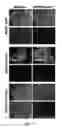 Fig. 20 - Method for preparing induced paraxial mesoderm progenitor (IPAM) cells and their use