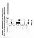 Fig. 13 - Nucleic acid encoding DLL3 antibodies