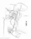 Fig. 13 - Pumping/nursing bra